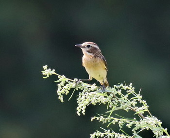 Whinchat / ***