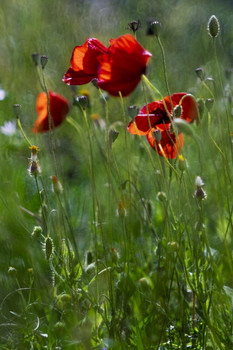 Red poppies / ***