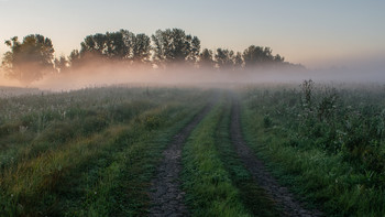 Foggy morning / ***