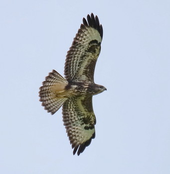 Buzzard / ***