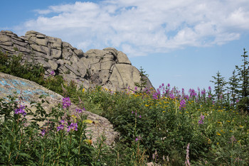 Blooming Sally / ***