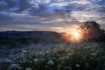 Dawn paints / ***