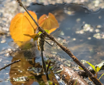 &nbsp; / (Gomphus vulgatissimus)