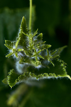 Cucumber / ***
