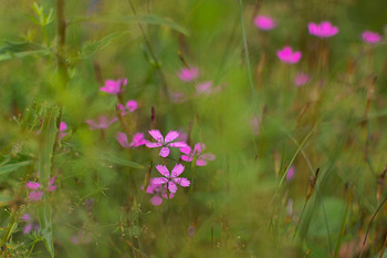 Flower / ***
