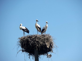 A family of storks / ***