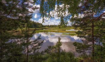 Through the foliage / ***