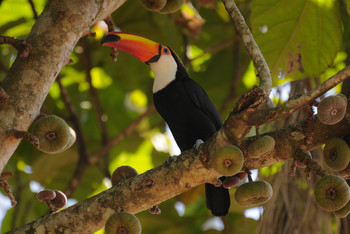 Toucan / ...