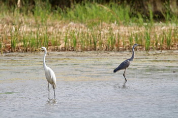 Pashkevich68 / Pashkevich68