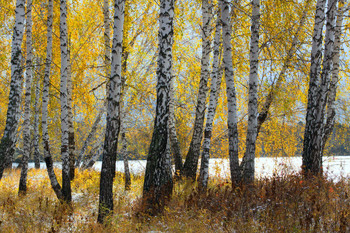 autumn soon / ***