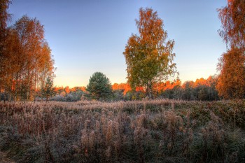 gold autumn / ***