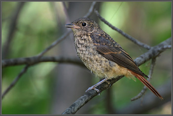redstart / ***