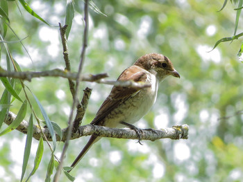 Red-backed shrike / ***