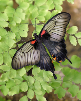 Atrophaneura alcinous / Papilio memnon