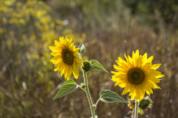 sun flowers / ***