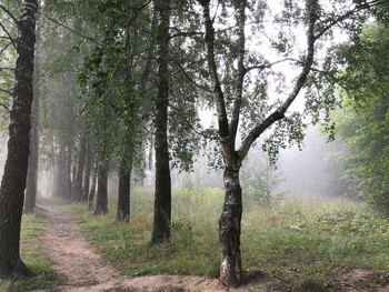 Mist Trail / ***