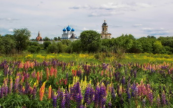 landscape with lupine / ***