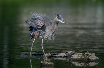 Great blue heron / ***