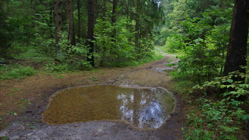&nbsp; / Ivanovka. Forest Track.