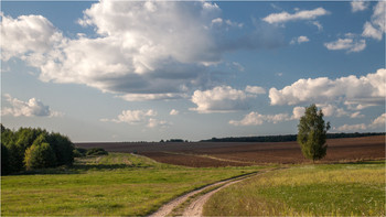 In the field stood a birch / ***