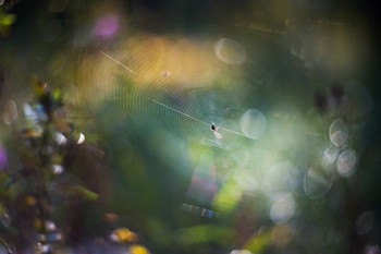 Tightrope walker / ***