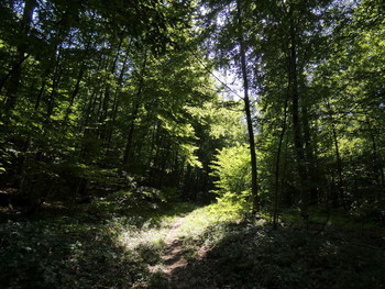 im Wald, Licht und Schatten / heute Nachmittag im Wald, das Licht spielte mit den Bäumen