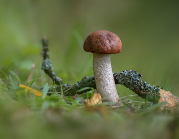 Orange-cap boletus / ......