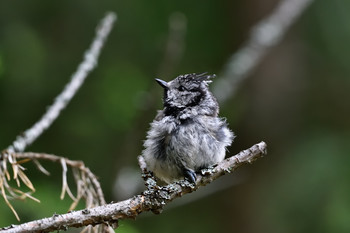 &nbsp; / [img]https://i.imgur.com/F90y311.jpg[/img]
[img]https://i.imgur.com/91khnUQ.jpg[/img]