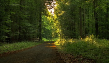 Morning in the forest / ***