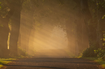 The golden morning / Alley in summer park at morning with fog