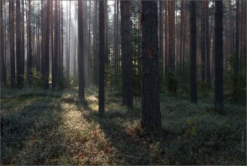 Morning in a pine forest / ***