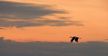 Morning flight / ***