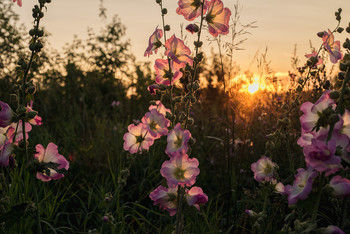 Mallow / [img]https://i.imgur.com/VCahSGv.jpg[/img]
