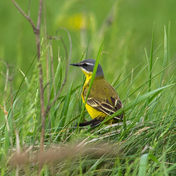 Yellow Wagtail / ***