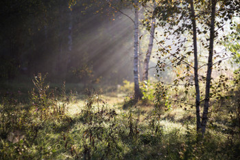 Morning in the forest / ***