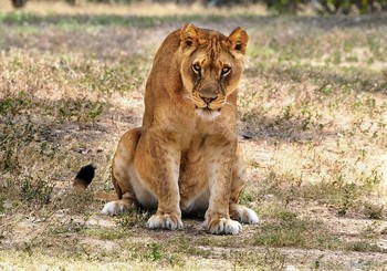 Lioness / ***