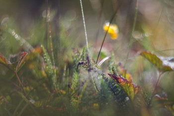 In the grass grasshopper sat / ***