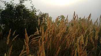 Autumn mists / ***