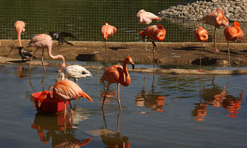 &nbsp; / Zoo