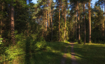 Forest track / ***