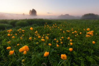 In the field. / ***