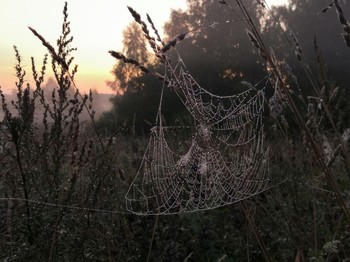 Morning / ***