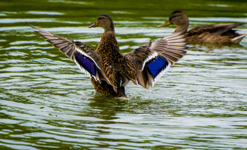 On the pond / ***