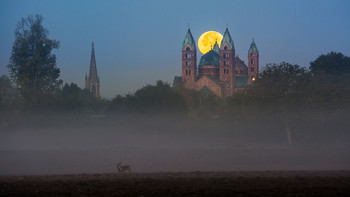 Unverhofft kommt oft / Ausversehen wurde ich zum Tierfotografen. Eigentlich plante ich den Monduntergang hinter dem Speyer Dom zu fotografiern, als plötzlich zwei Rehe in Bild kamen. Das erste Foto hatte ich noch versaut, da ich aus der Hand fotografiert hatte. Jedoch gelang mir noch ein Stativfoto bevor die Rehe im Nebel verschwanden.