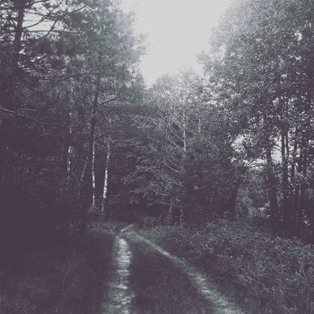 Forest / ***