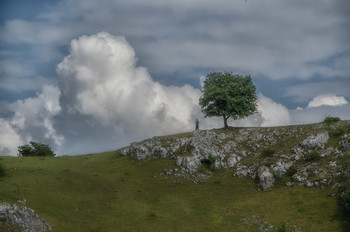 Der Baum als Gipfelkreuz / Kein Berg nur eine Anhöhe