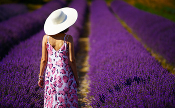 Lavender / ***