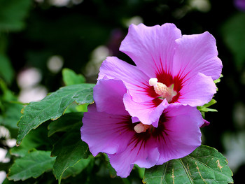 together forever ... / ***