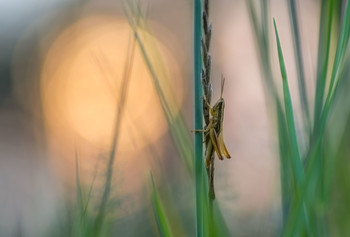 Encountering dawn / ----