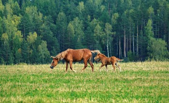 horses / ***